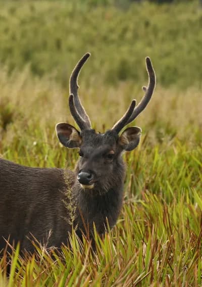Horton Plains Wildlife
