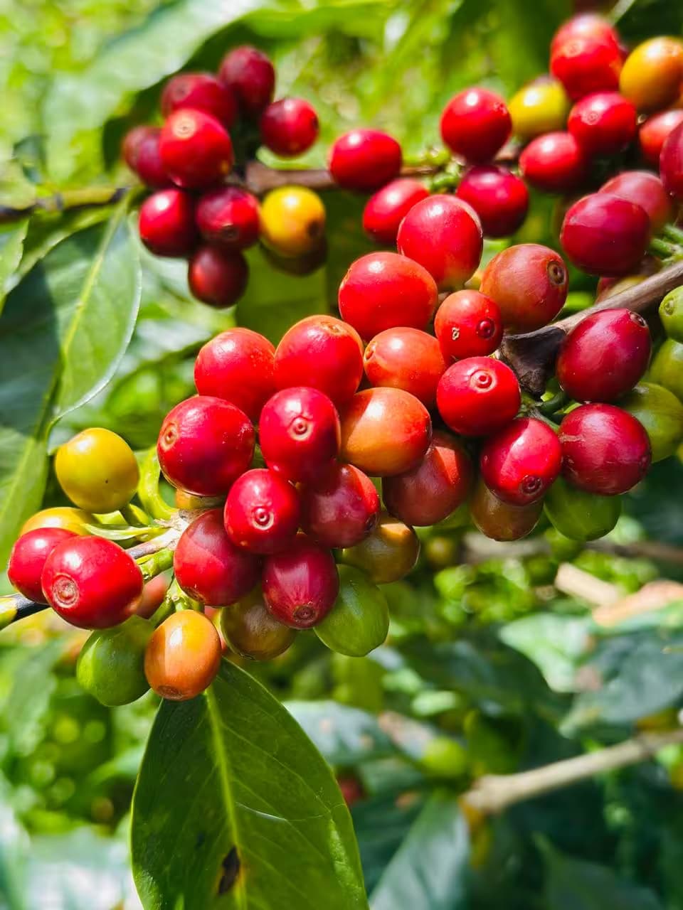Edinburgh Coffee Estate