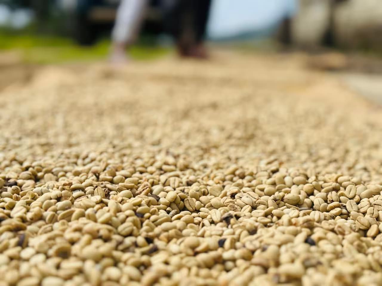 Edinburgh Coffee Estate