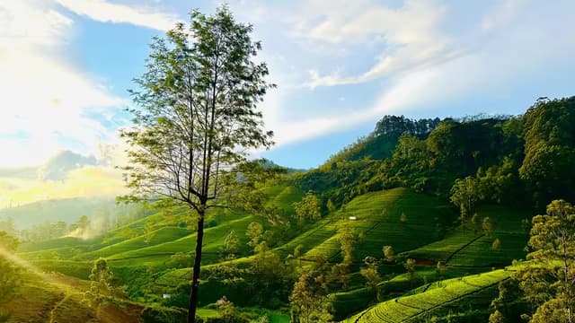 Tea Estate View