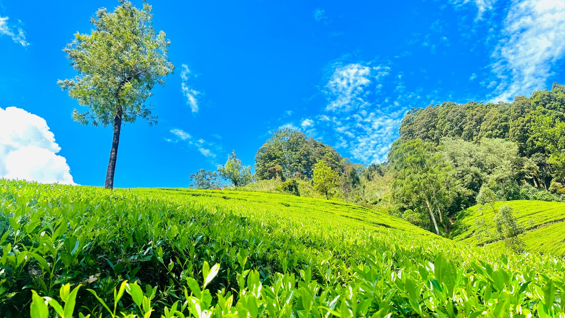 Lush green tea estates of Nuwara Eliya