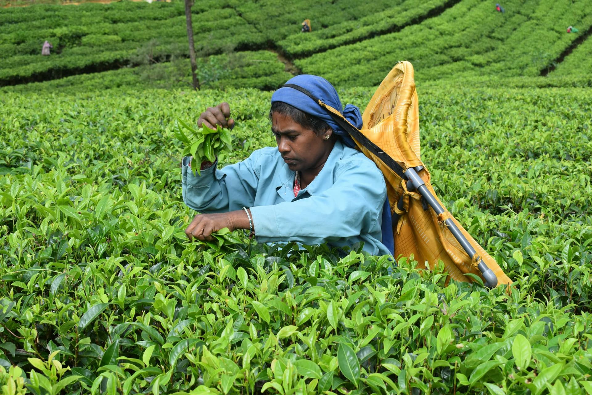 Tea Pluckers in Nuwara Eliya