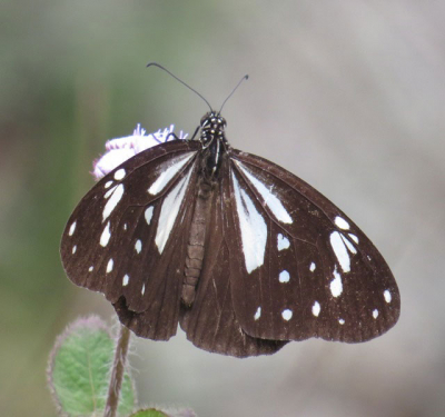 Ceylon Tiger (Parantica taprobana)