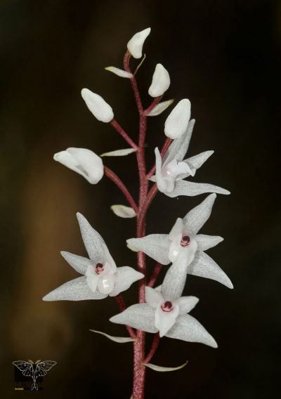 Pinalia bicolor
