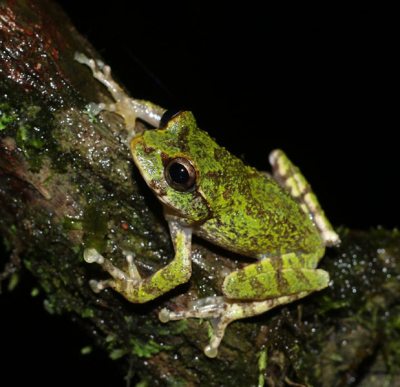 Pseudophilautus frankenbergi