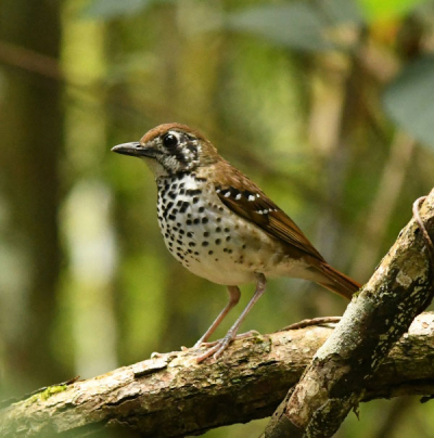 Spot-winged Thrush (Geokichla spiloptera)