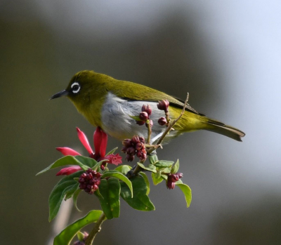 Sri Lanka White-Eye (Zosterops ceylonensis)