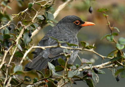 Sri Lankan Blackbird (Turdus simillimus kinnisii)