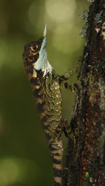 Rhino Horn Lizard (Ceratophora stoddartii)