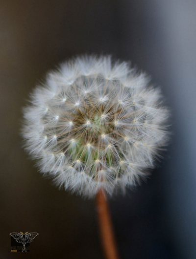 Taraxacum javanicum