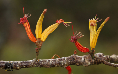 Taxillus sclerophyllus