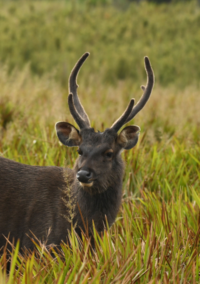 Sambar (Rusa unicolor)