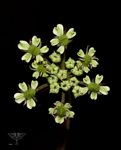 Tetrataenium ceylanicum