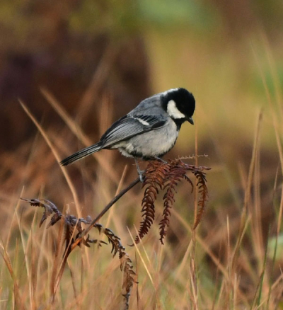  Cinereous Tit (Parus cinereus)