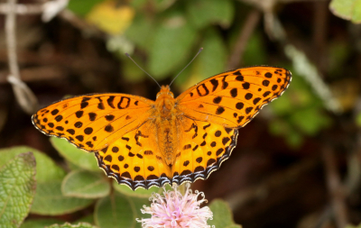 Tropical Fritillary (Argynnis hyperbius)