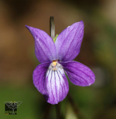 Viola betonicifolia