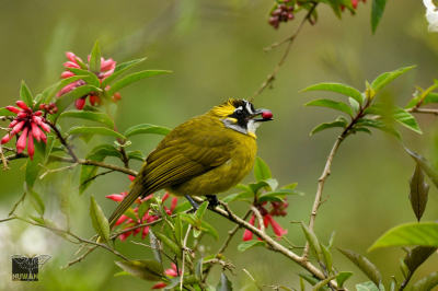 Yellow-eared Bulbul (Pycnonotus penicillatus)