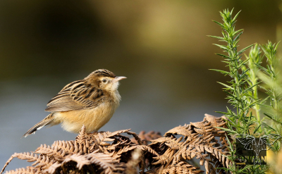Zitting Cisticola (Cisticola juncidis)