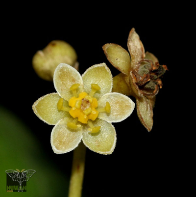 Cinnamomum ovalifolium