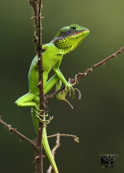 Black-cheek Lizard (Calotes nigrilabris)