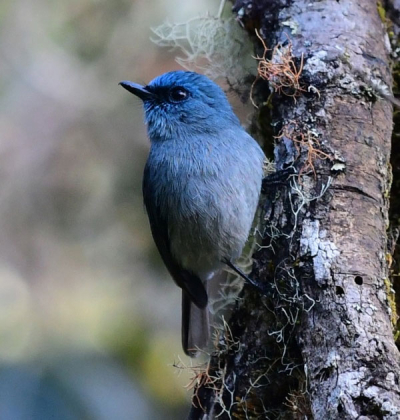 Dull-blue Flycatcher (Eumyias sordidus)