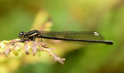 Elattoneura leucostigma