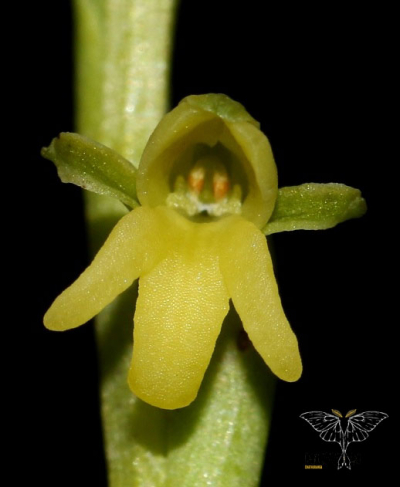 Peristylus spiralis