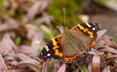 Indian Red Admiral (Vanessa indica)