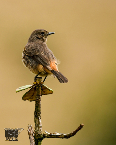 Pied Bushchat (Saxicola caprata)